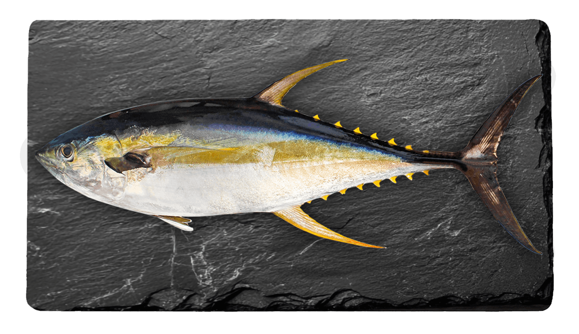 Yellowfin Tuna