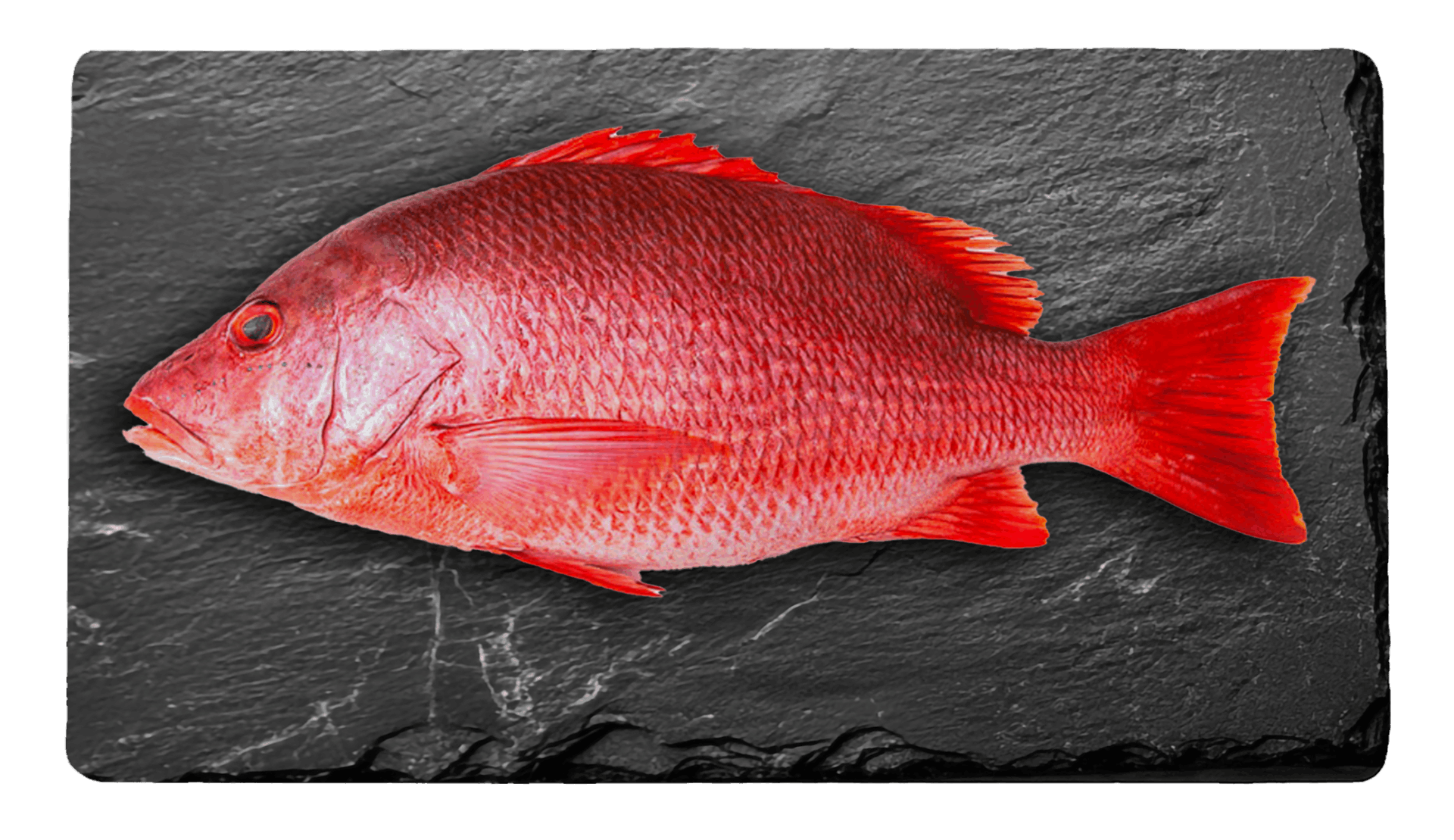Red Snapper