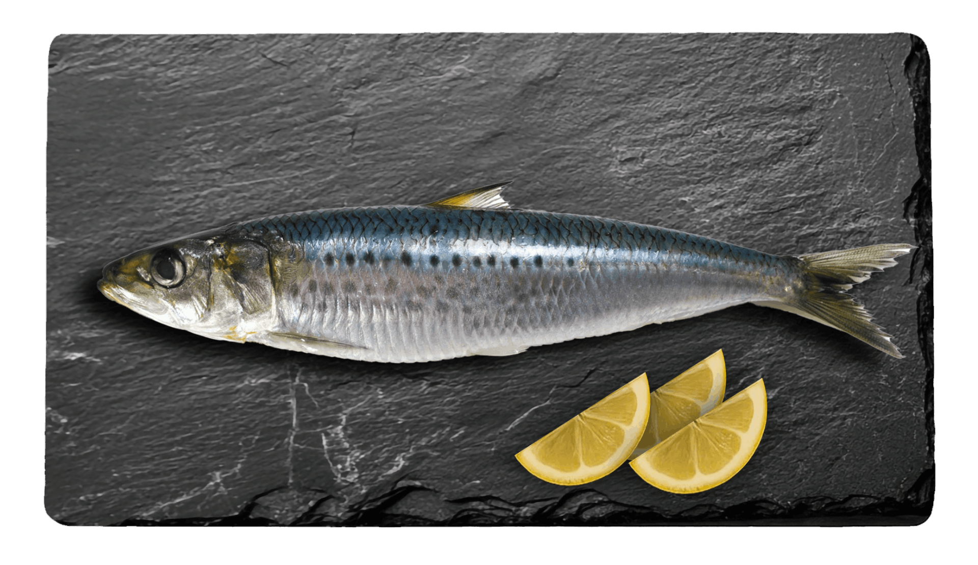 Sardine